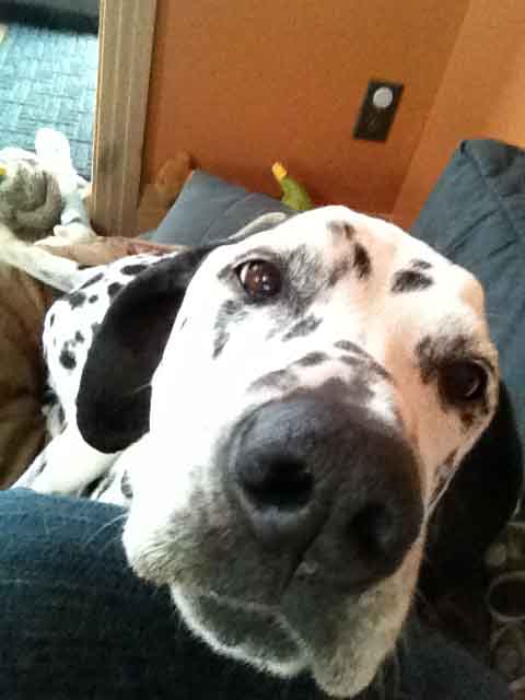 Dog Oreo