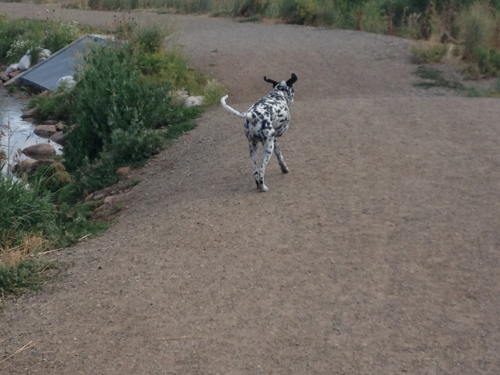 Oreo at pond (3)